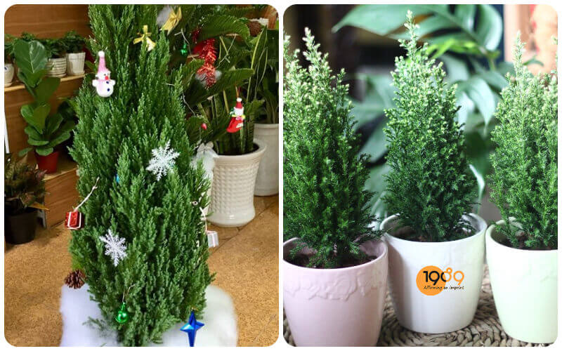 Cây sơn tùng thuộc họ lá Kim