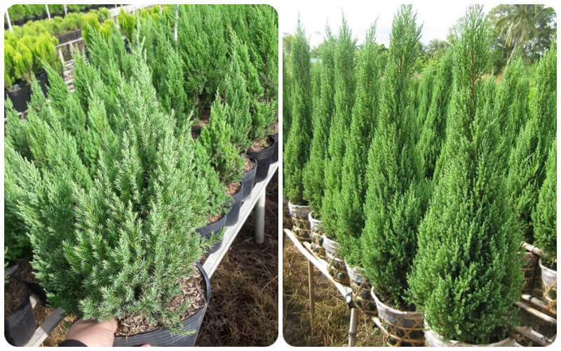 Cây tùng không có nhu cầu nhiều về nước, tuy nhiên 2-3 ngày nên tưới 1 lần