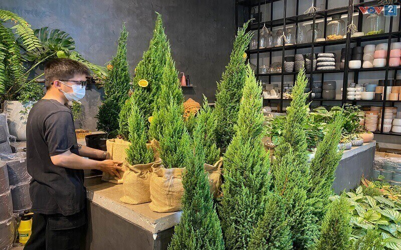 Bạn có thể tìm mua chúng ở bất kỳ cửa hàng cây cảnh