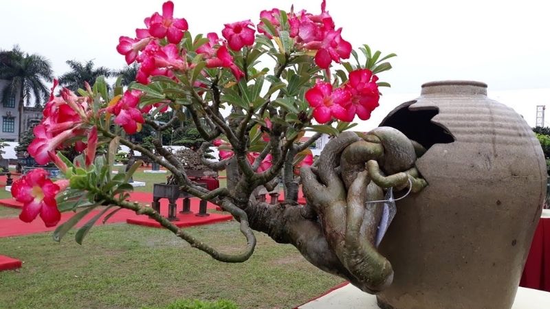 Bonsai Hoa Sứ hoa to, màu đẹp