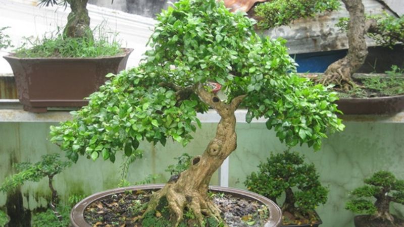 Bonsai Nguyệt quế biểu tượng của vinh quang