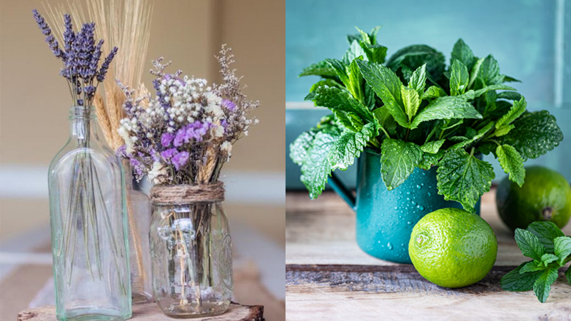 Những loài cây dễ sống, không cần bạn chăm chút nhiều mà vẫn phát triển tốt