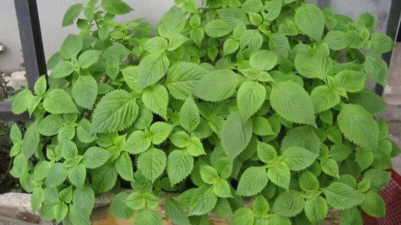 Kinh giới