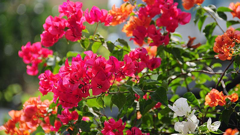Mỗi màu sắc của cây hoa giấy sẽ mang một ý nghĩa đặc biệt của riêng nó