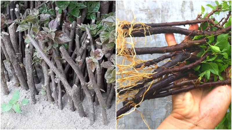 Cách giâm cây rất quan trọng để giúp cây nhanh phát triển và trổ hoa