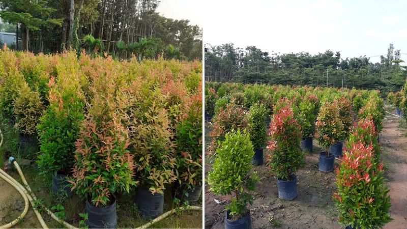 Đặc điểm, phân loại cây hồng lộc