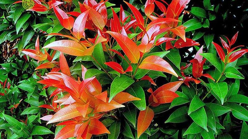 Tác dụng của cây hồng lộc