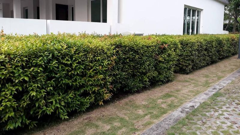 Cách chăm sóc cây hồng lộc