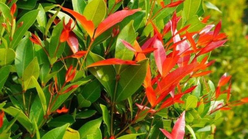 Lưu ý khi trồng và chăm sóc cây hồng lộc