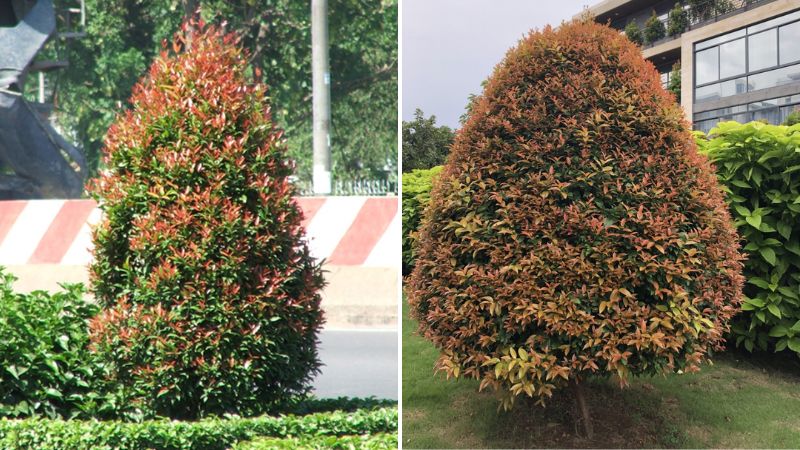 Cây hồng lộc dáng đẹp