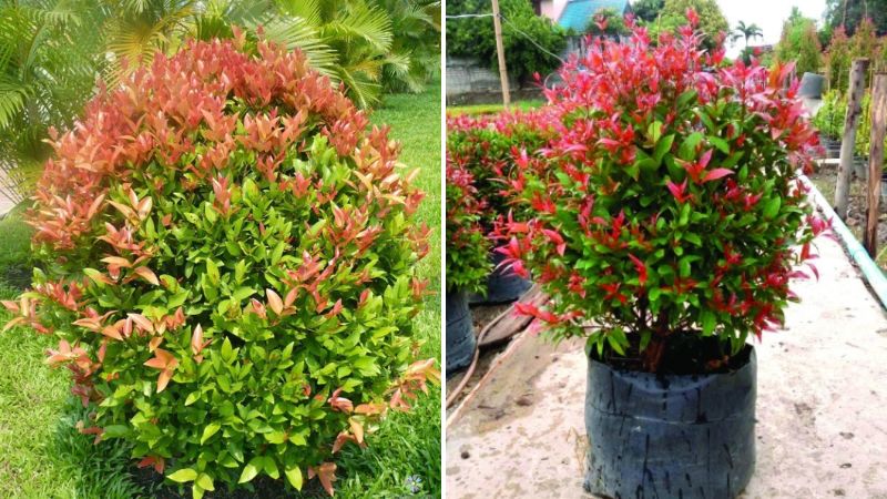 Cây hồng lộc nhỏ nhắn dễ thương