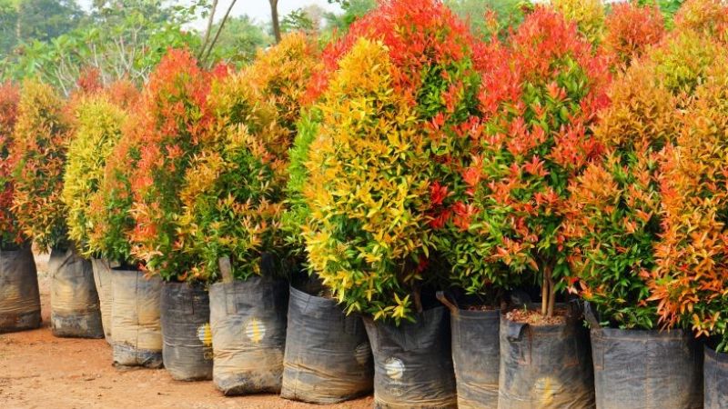 Cây hồng lộc màu sắc sặc sỡ