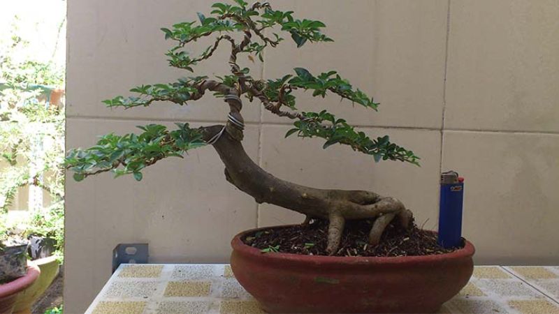 Nguồn gốc, ý nghĩa cây kim quýt