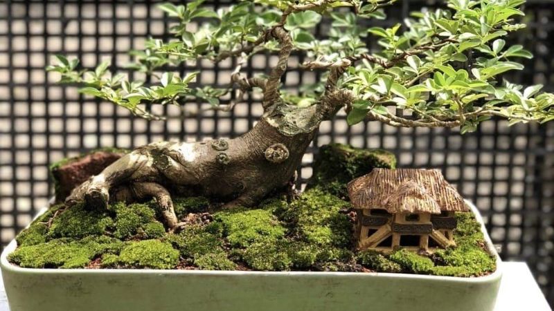 Đặc điểm, phân loại cây kim quýt
