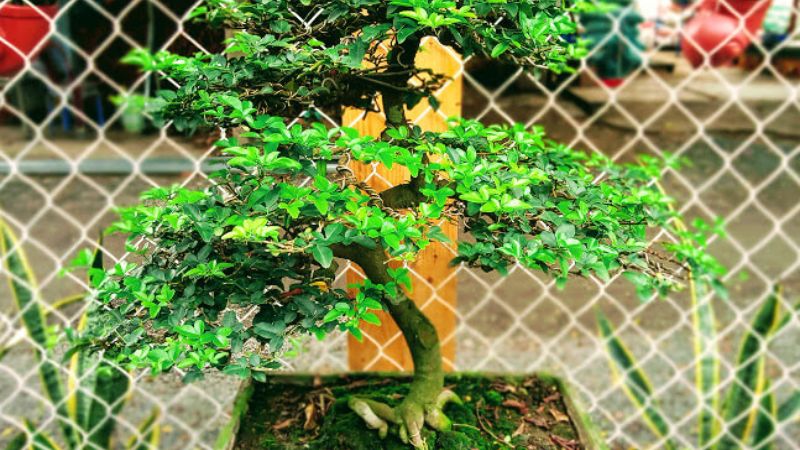 Cây kim quýt đẹp