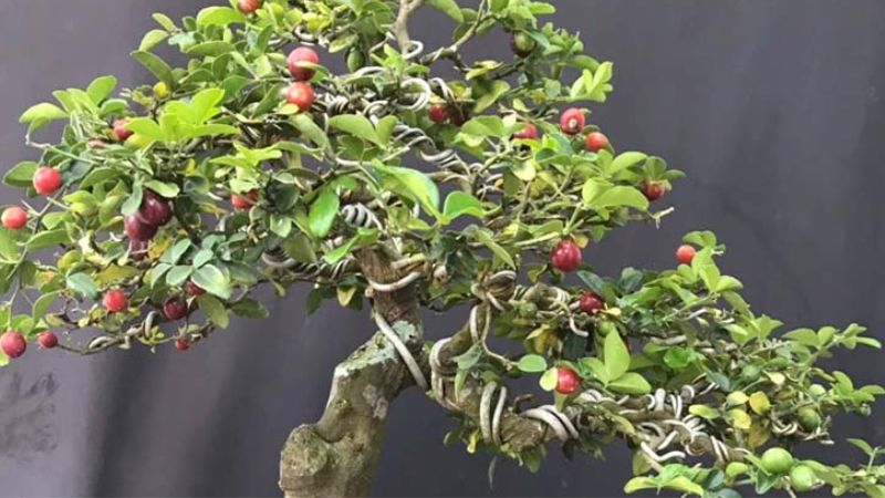 Trồng kim quýt tại nhà