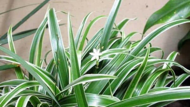 Cách trồng cây mẫu tử tại nhà