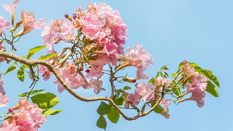 Cách trồng cây kèn hồng tại nhà