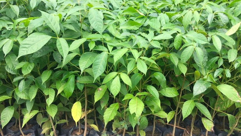 Trồng cây bằng hạt hay giâm cành