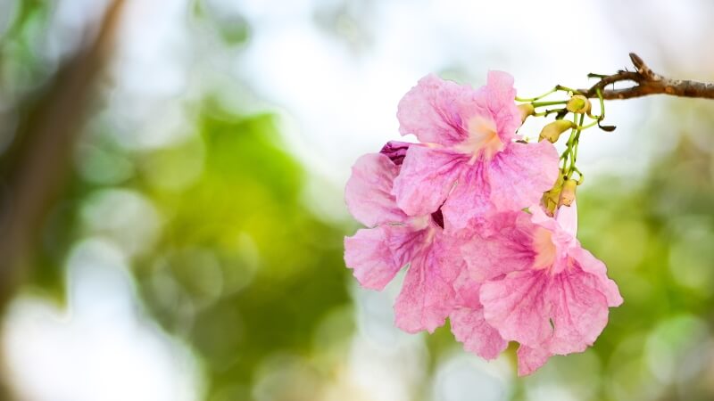 Cận cảnh hoa kèn hồng