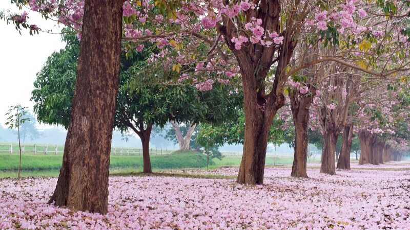 Hàng cây hoa kèn hồng nở rộ