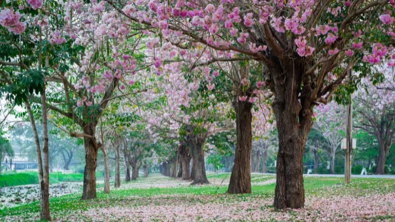 Hàng cây hoa kèn hồng nở rộ
