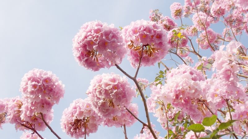Những chùm hoa kèn hồng nở màu hồng