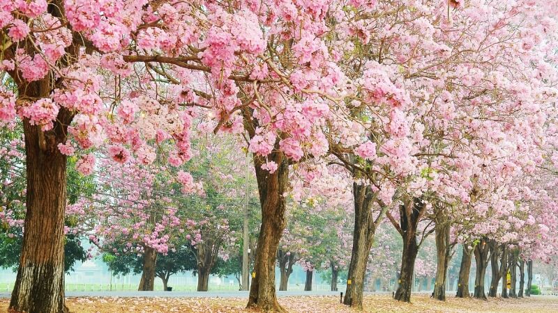 Hàng cây hoa kèn hồng nở rộ xinh đẹp