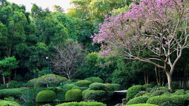 Hoa kèn hồng trồng làm cây trang trí trong vườn