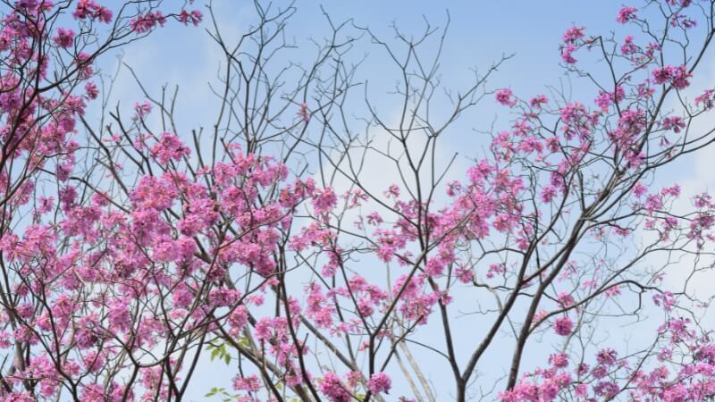 Hoa kèn hồng được trồng ở nhiều nơi làm cây cảnh trang trí
