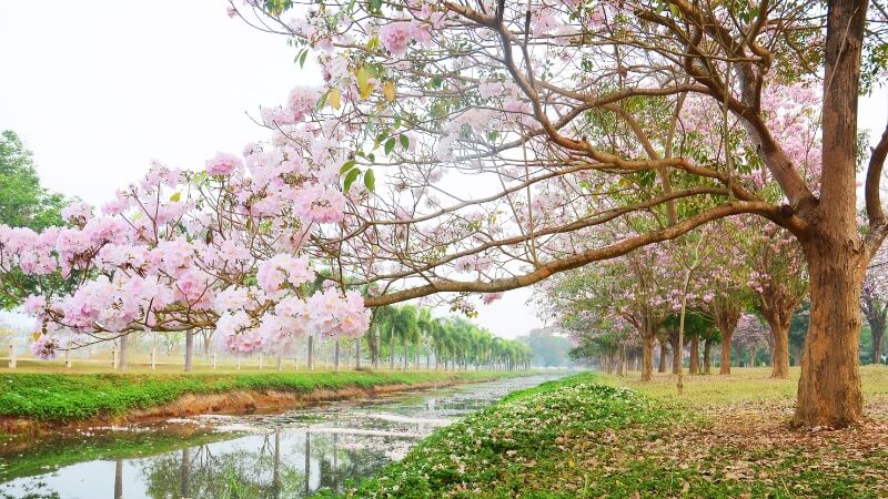 Hoa kèn hồng nở rộ