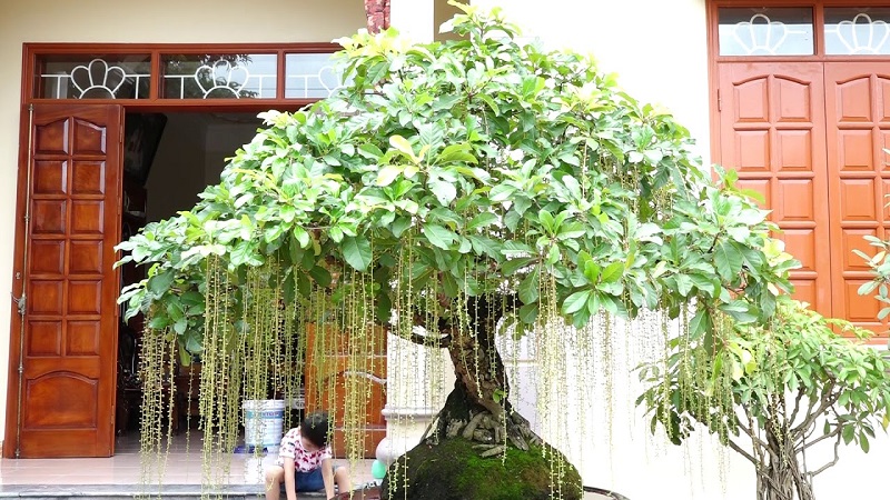 Trồng cây lộc vừng giống vào chậu, lấp đất và tưới nước cho cây phát triển tốt