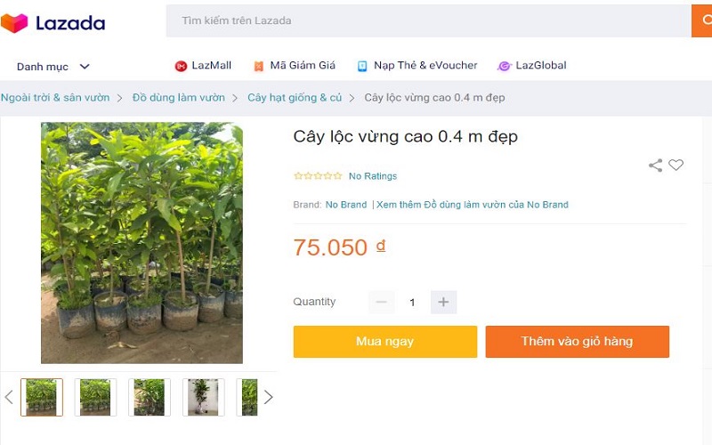 Bạn có thể tìm mua cây lộc vừng trên Lazada