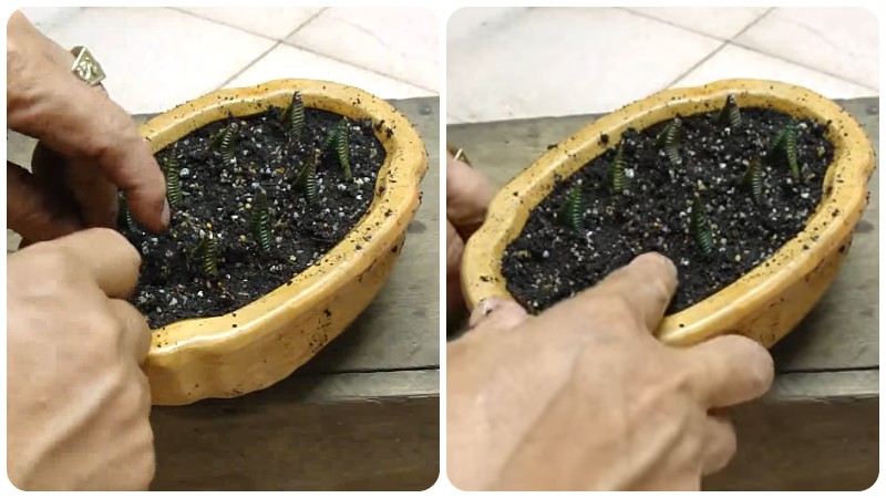 Ươm mầm từ lá