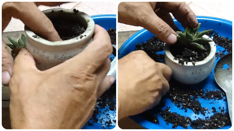 Trồng cây