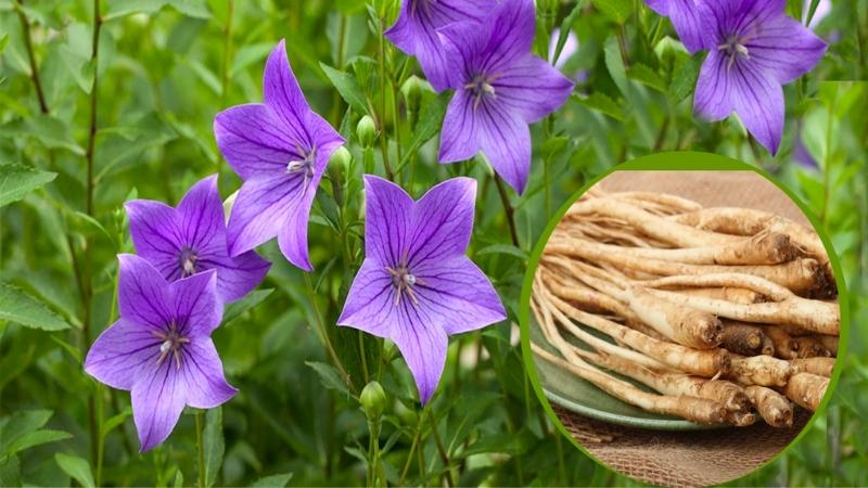 Liều dùng và lưu ý khi sử dụng cát cánh