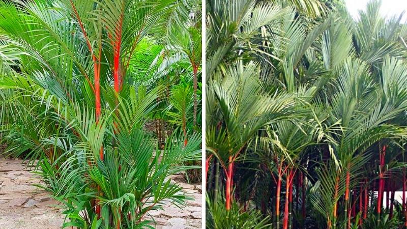 Công dụng của cây cau đỏ