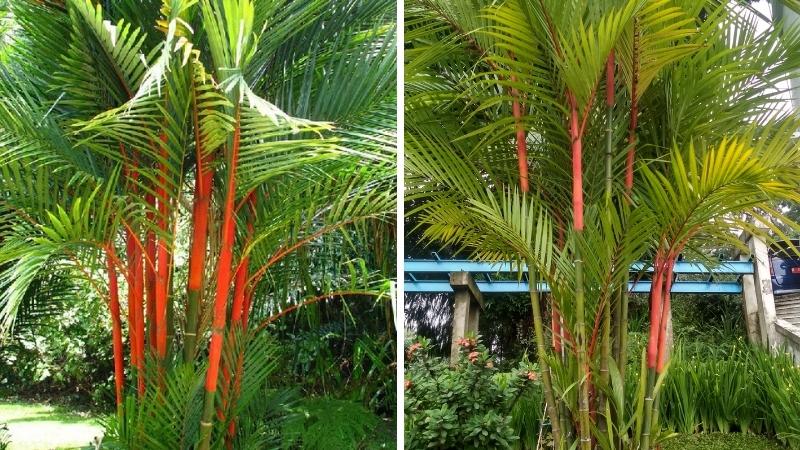 Hình ảnh đẹp về cây cau đỏ
