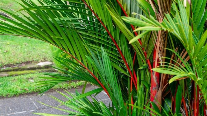 Ý nghĩa phong thuỷ cây cau đỏ