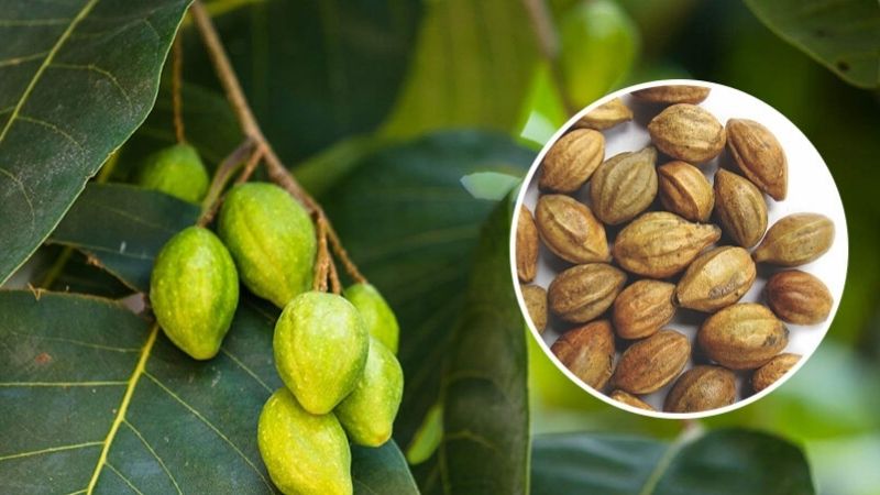 Đặc điểm hình thái