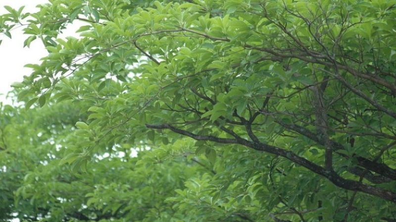 Đặc điểm sinh trưởng của cây chiêu liêu