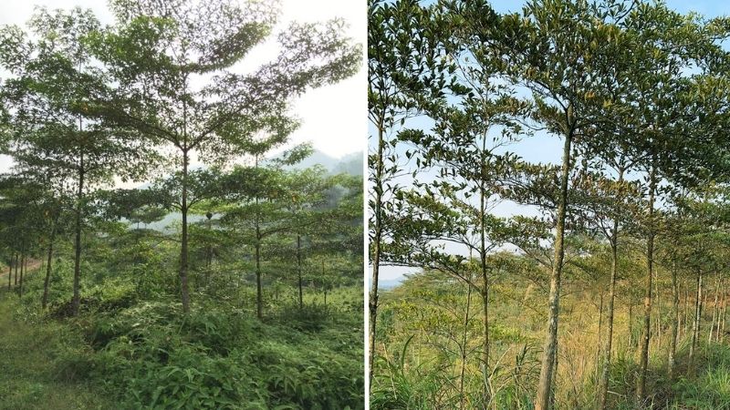 Tác dụng của cây chiêu liêu