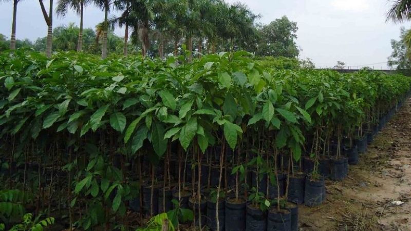 Cách trồng cây chiêu liêu