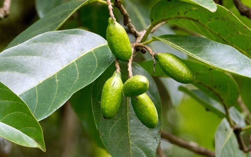 Quả của cây chiêu liêu