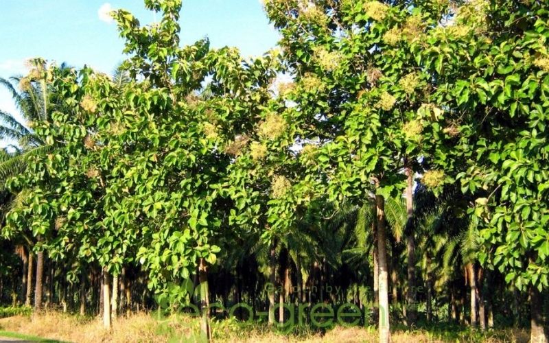 Cây chiêu liêu trồng công trình dáng đẹp