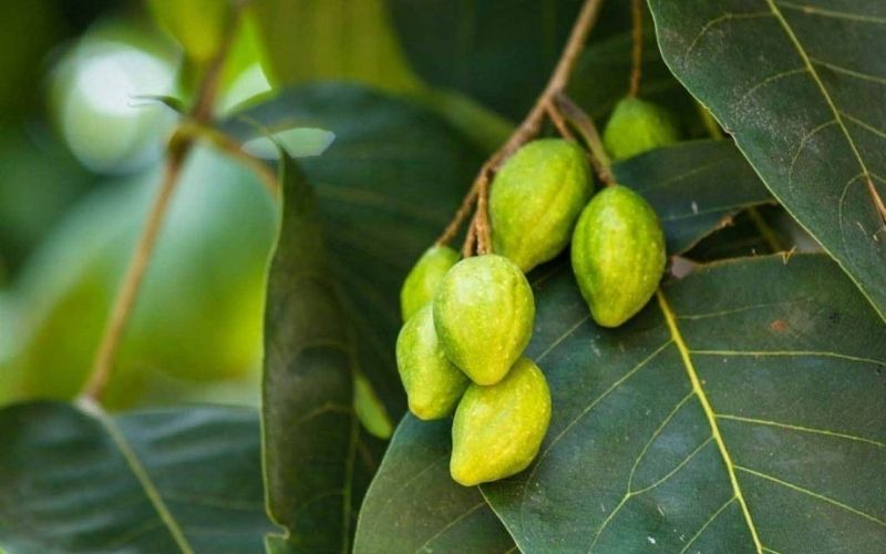 Quả cây chiêu liêu tốt cho sức khỏe