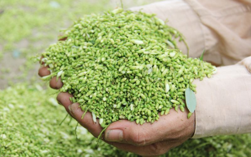 Các đặc điểm của cây hoa hòe