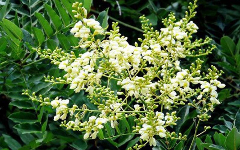 Cây hoa hòe rất tốt cho sức khỏe cơ thể