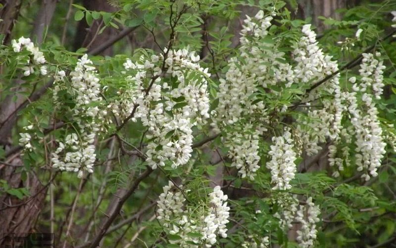 Hoa hòe có thể chữa được nhiều bệnh lý