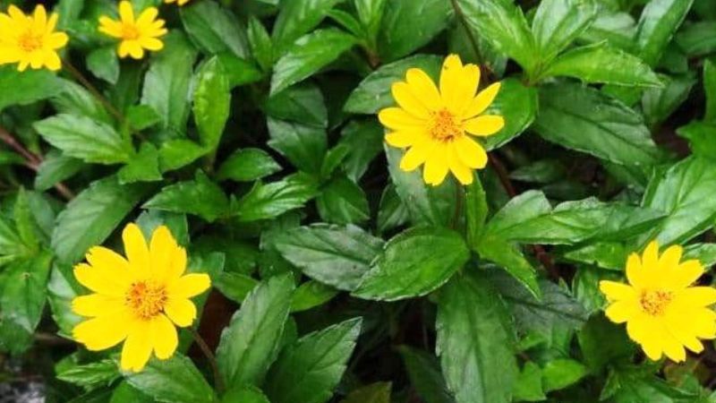 Công dụng của cây sài đất